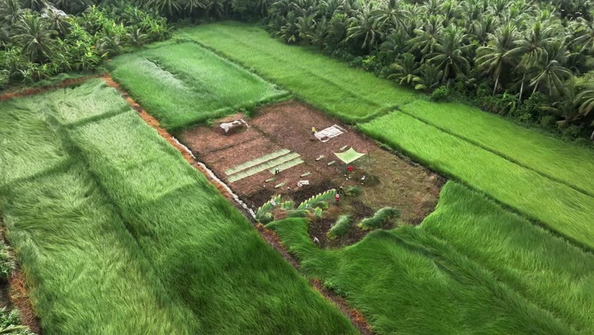 Aerial view of a lush sedge field in Tra Vinh, Vietnam, surrounded by coconut trees. Farmers are harvesting and bundling sedge plants under warm sunlight. Agriculture and travel concept