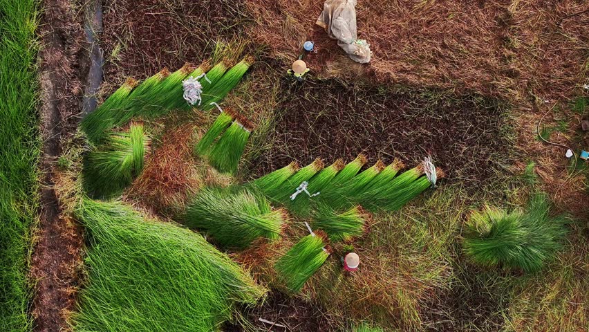 Aerial view of a lush sedge field in Tra Vinh, Vietnam, surrounded by coconut trees. Farmers are harvesting and bundling sedge plants under warm sunlight. Agriculture and travel concept