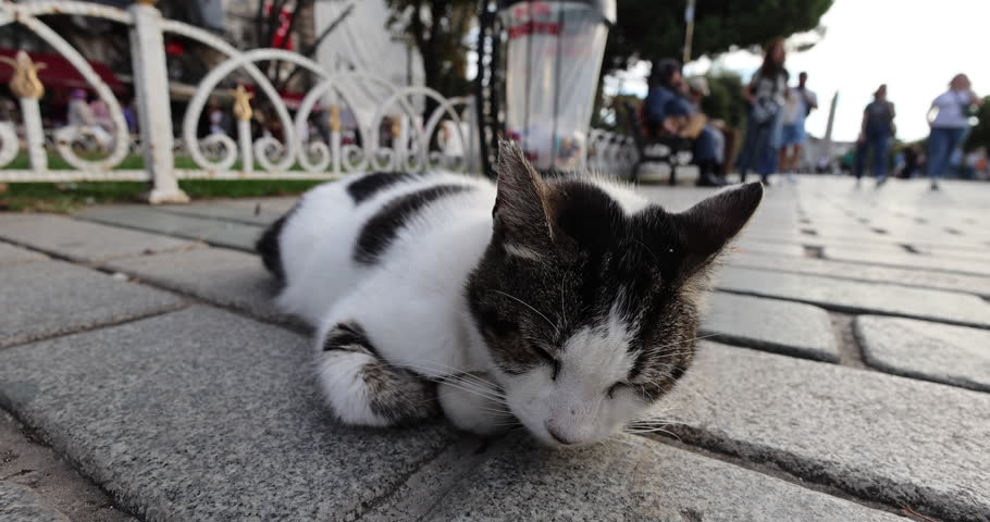 A stray cat sleeping peacefully in Sultanahmet Square, Istanbul, Turkey