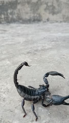 A large black Emperor Scorpion (Pandinus imperator) or similar species, posed on a concrete ground. Focus on the venomous stinger tail and strong claws.