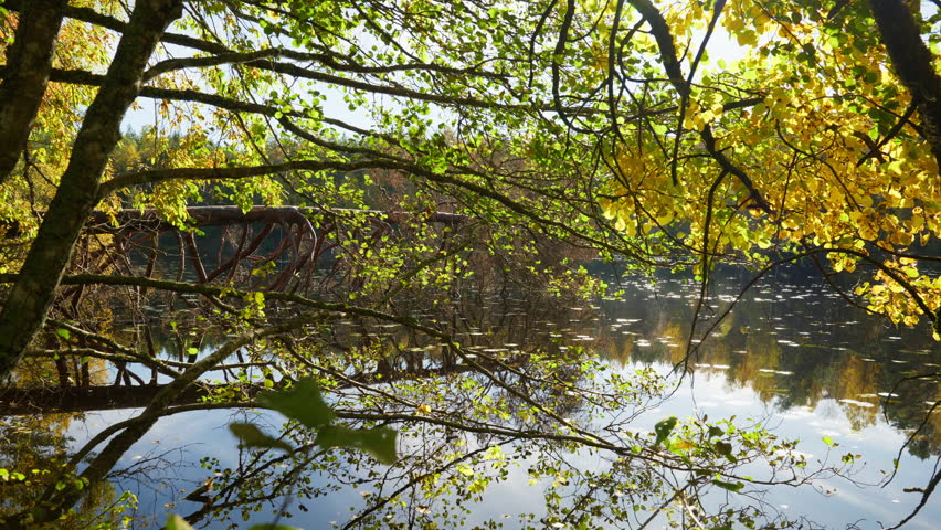 Wide shot of branches over the water with yellow leaves and the sun shines