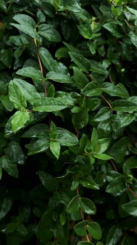 Fresh green leaves covered with raindrops after rainfall. Close-up natural foliage with water droplets. Calm and refreshing atmosphere. Concept of nature, freshness, environment, ecology.