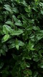 Fresh green leaves covered with raindrops after rainfall. Close-up natural foliage with water droplets. Calm and refreshing atmosphere. Concept of nature, freshness, environment, ecology. - Powered by Shutterstock - Get 15% off with code: PIKWIZARD15