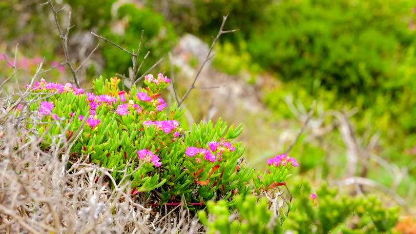 Sour fig groundcover succulent plant with pretty pink flowers in bloom on coast