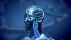 Translucent human head with glowing intricate red-blue wireframe hologram brain. 3d render animation 4k - Powered by Shutterstock - Get 15% off with code: PIKWIZARD15