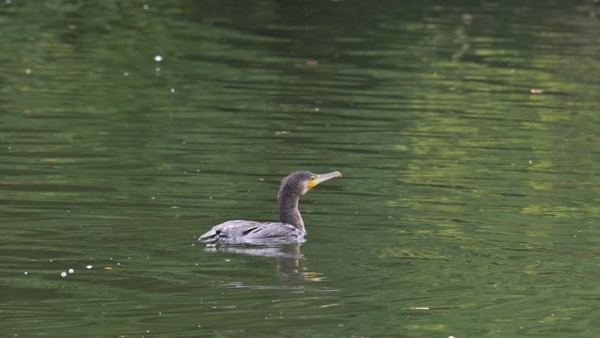 Cormorant (Phalacrocorax carbo) shaking to dry its feather before taking of from a lake. October, London, UK. (Slow motion x5)
