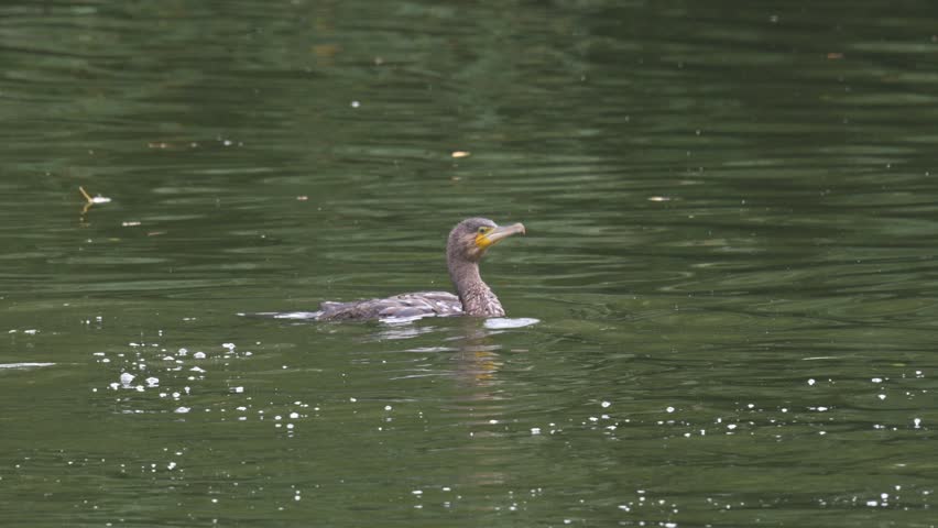 Cormorant (Phalacrocorax carbo) flapping its wings vigorously to dry them. October, London, UK. (Slow motion x5)