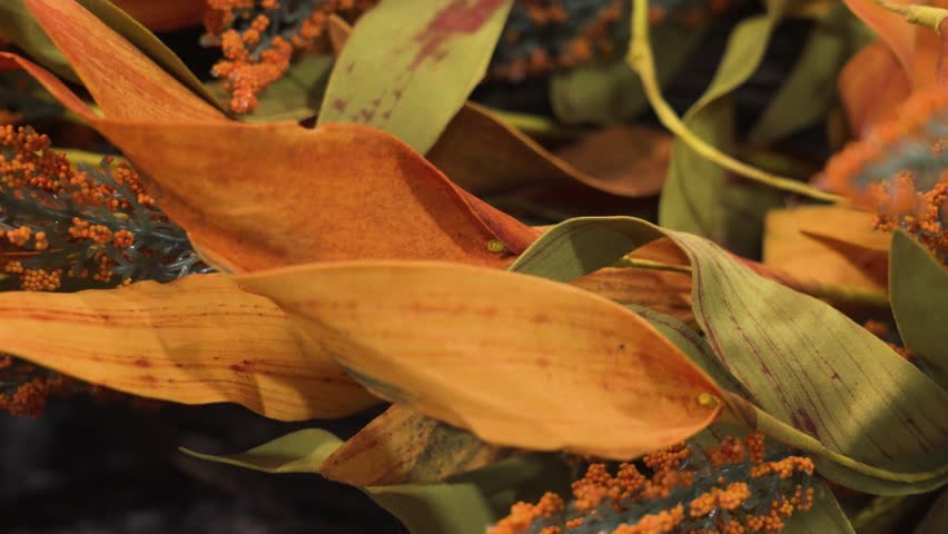 Tight shot of various festive décor for Halloween.