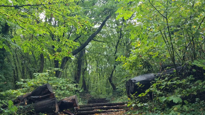 Beautiful cinematic 4K clip of wet forest stairs covered with green moss and fallen leaves. The scene reflects peace, nature, and the soft sound of rain in deep woodland.