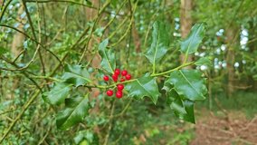 Close-up of a holly branch with shiny green leaves and red berries in a forest, with blurred vegetation in the background. - Powered by Shutterstock - Get 15% off with code: PIKWIZARD15