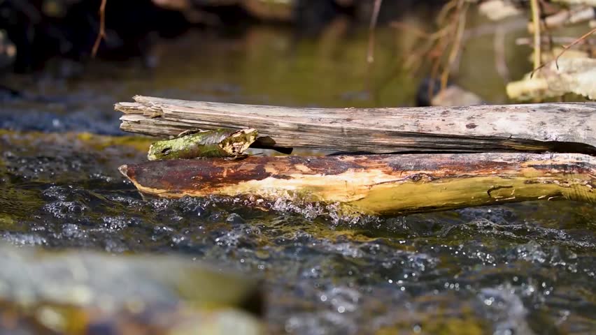 Broken tree log above water mountain creek, fast stream flow