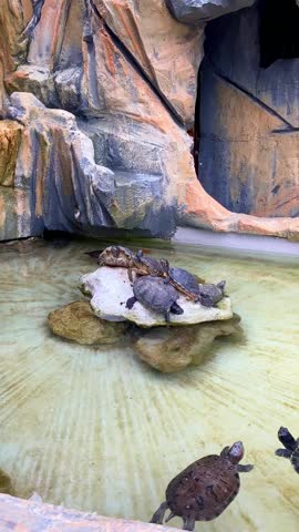 Small turtles in water pool pond with stones