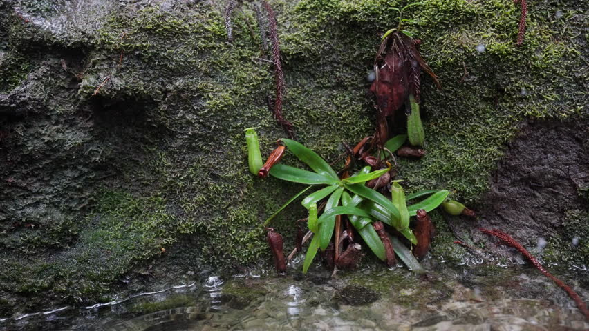 Pitcher plant (Nepenthes) in the rain in Borneo