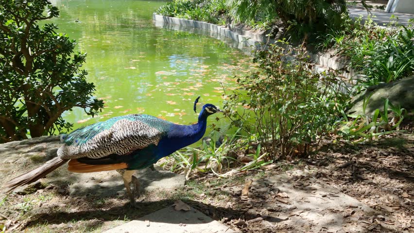 Peacock in the the Crystal Palace (O Palacio de Cristal) garden, Porto, Portugal