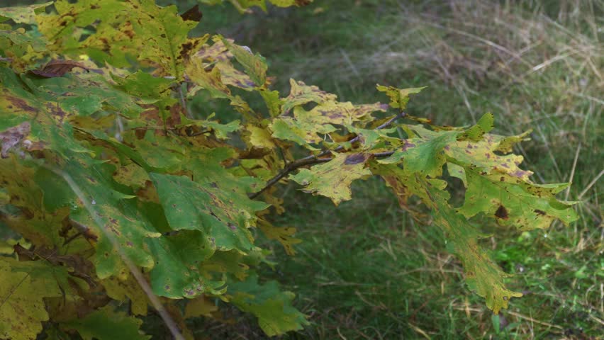Real time close up of oak leaves on a low branch showing early autumn colors from green to yellow. Soft natural light and shallow depth of field. No people. Ideal for loopable b roll background and na