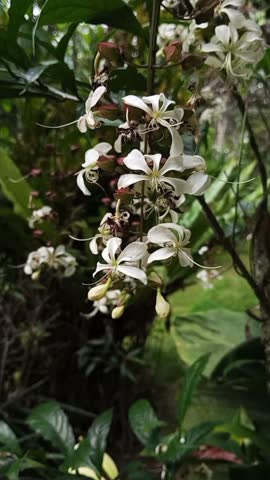 Video footage shows Clerodendrum wallichii (Nodding Clerodendrum or Bridal Veil) white flowers in a tropical setting. The flowers feature long, delicate stamens and hang in elegant.