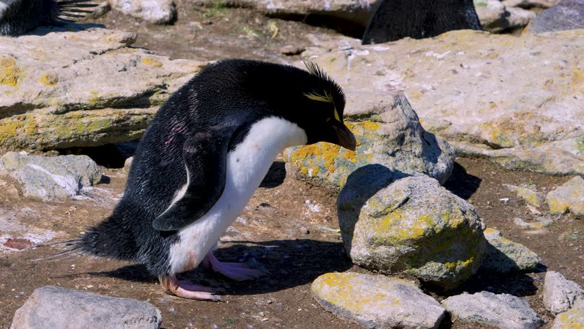 Watch a rockhopper penguin leap on pebbles and land on New Island, Falkland Islands. Surrounded by nesting rockhoppers and blue-eyed shags in a stunning wildlife habitat.