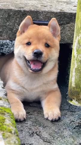 Cute Shiba Inu Smiling in Stone Nook.