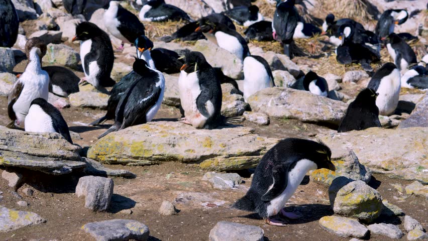 A close up shot of a Southern Rockhopper Penguin jumping up and down on cobblestones at New Island Falkland Islands surrounded by other Rockhoppers and Imperial Shags.