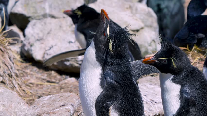 Rockhopper Penguins and Imperial Shags nesting among rocks on New Island. Two Rockhopper Penguins appear to be arguing. Close up shot of the birds. New Island, Falkland Islands