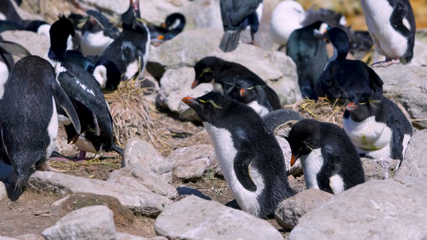 Rockhopper penguins and blue-eyed shags nest on New Island, Falkland Islands. Two penguins appear to squabble amidst the rocky wildlife habitat.