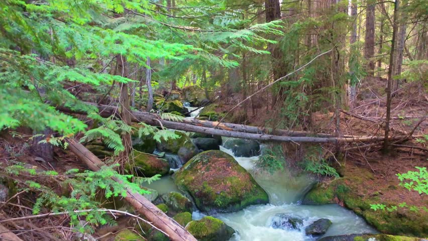 Scenic river and lush forest of Washington