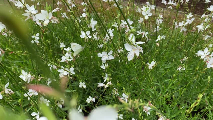 slow motion meadow with a small flying white butterfly