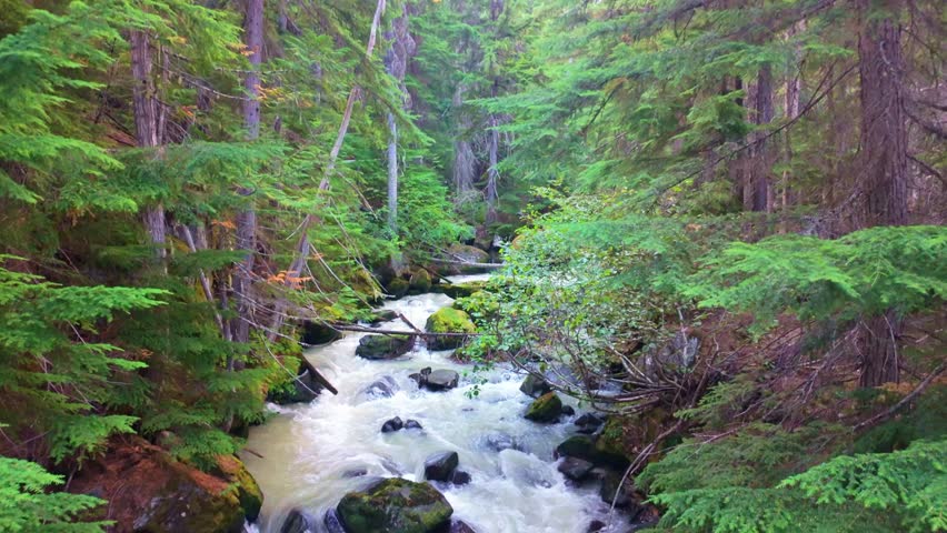 Scenic river and lush forest of Washington