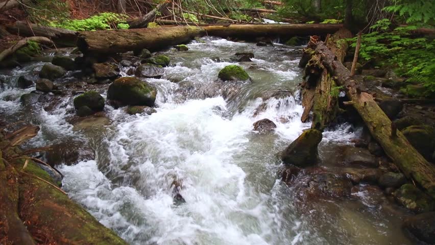 Scenic river and lush forest of Washington