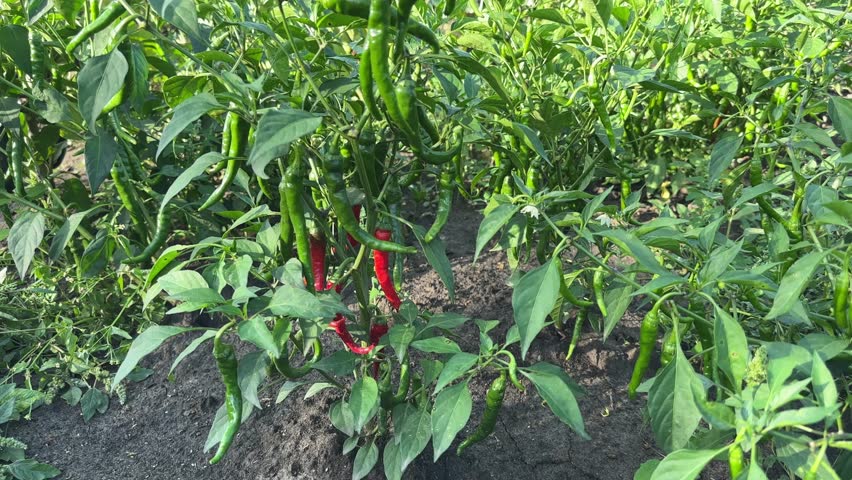 Blooming chili pepper plants with green and red pods on a field  in sunny morning, view close-up from a low shooting point against the soil while vertical panning
