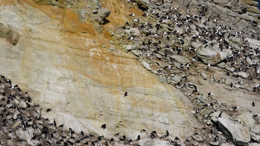 Slow motion shot of a massive seabird colony on a rocky cliff face at New Island, Falkland Islands. Rockhopper Penguins and Imperial Shags densely pack the rocks above the blue ocean.