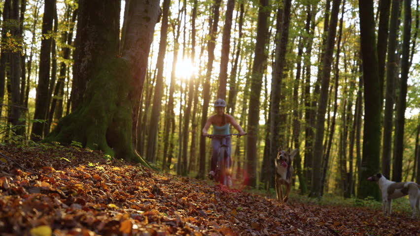 LOW ANGLE VIEW, SLOW MOTION, LENS FLARE: Two joyful dogs run alongside woman biking through sunny forest blanketed in autumn leaves. Golden light streams between trees, creating magical outdoor scene.