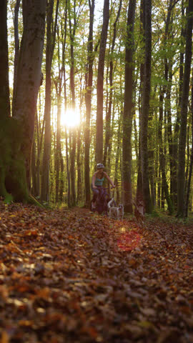VERTICAL, LOW ANGLE VIEW, SLOW MOTION, LENS FLARE: Dogs run alongside woman biking through sunny forest covered in autumn leaves. Golden light streams between trees, creating magical outdoor scene.