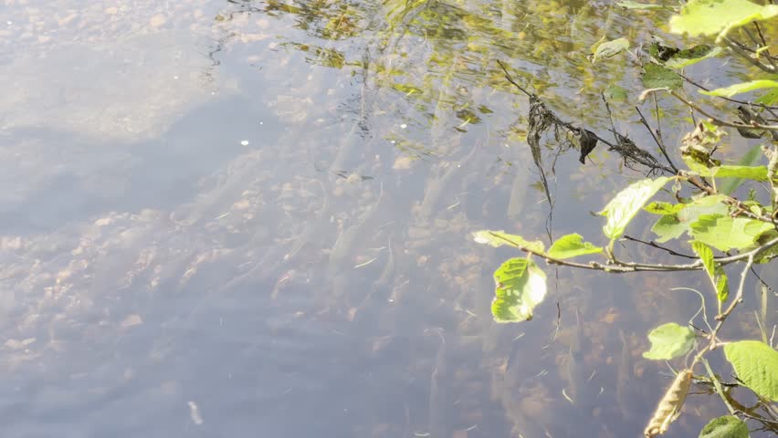 Trout that are spawning in a river.