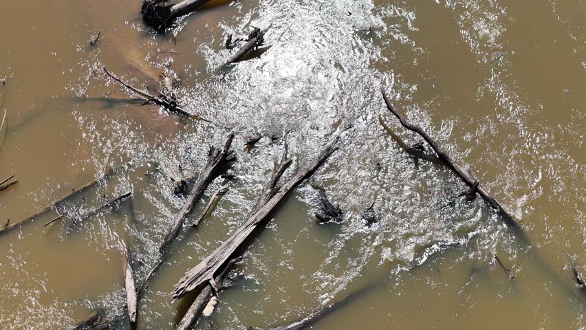 Trees in a river with current