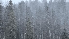 Snowfall in Dense Pine Forest Captured on a Winter Day - Powered by Shutterstock - Get 15% off with code: PIKWIZARD15