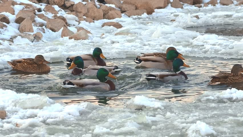 Mallard Ducks Swimming in Icy Winter Lake