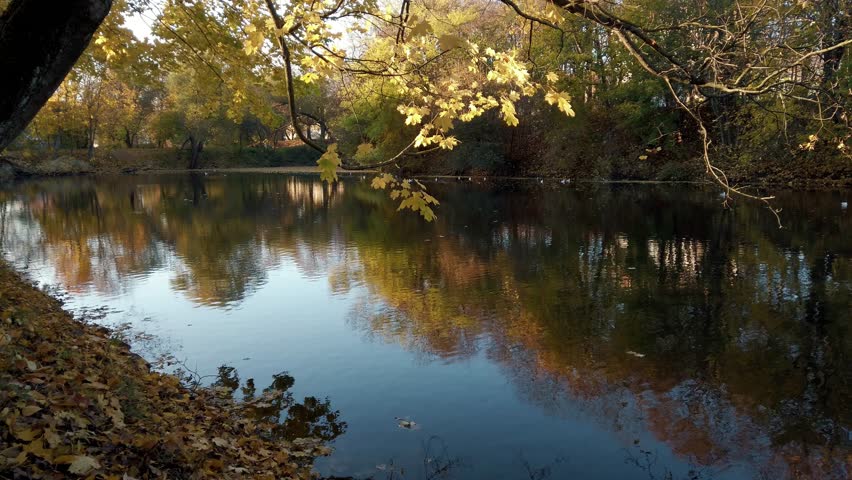 Scenic autumn landscape with lush maple tree covered by golden leaves on shore of forest lake or pond at sunny october day. No people nature tranquil autumnal scene. 