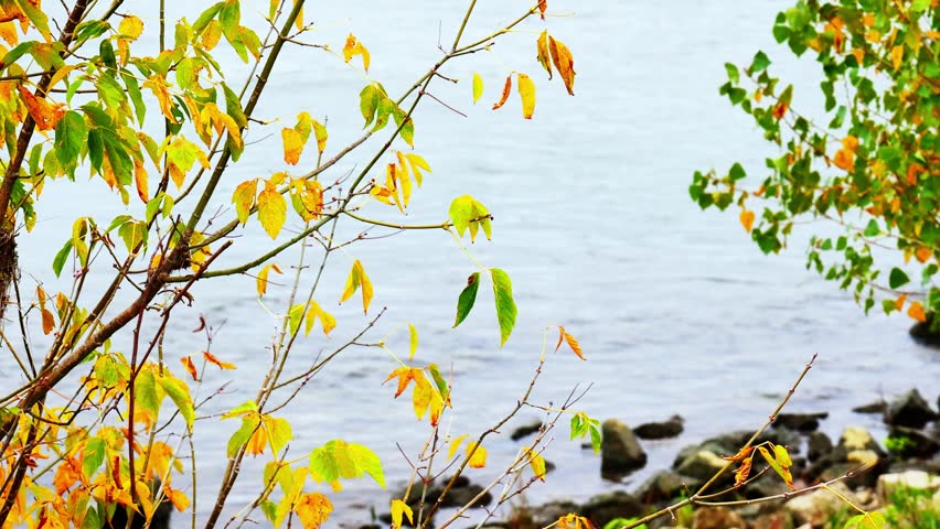 Autumn Trees Framing Calm River with Gentle Waves and Rocky Shoreline in Serene Natural Landscape on Overcast Fall Day