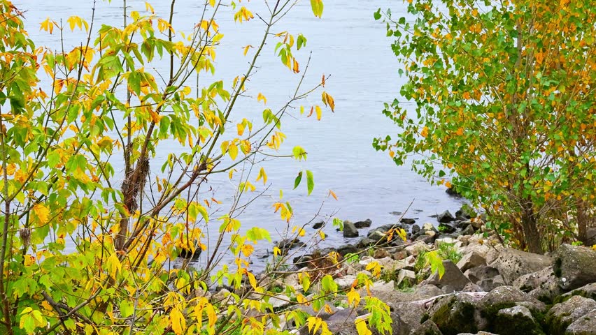 Autumn River Landscape with Colorful Trees Framing Calm Water and Rocky Shoreline in Serene Fall Nature Scene on Overcast Day