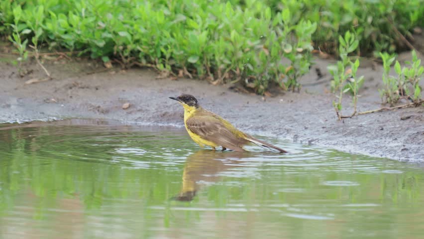 The western yellow wagtail bird taking a bath in a pond, Motacilla flava