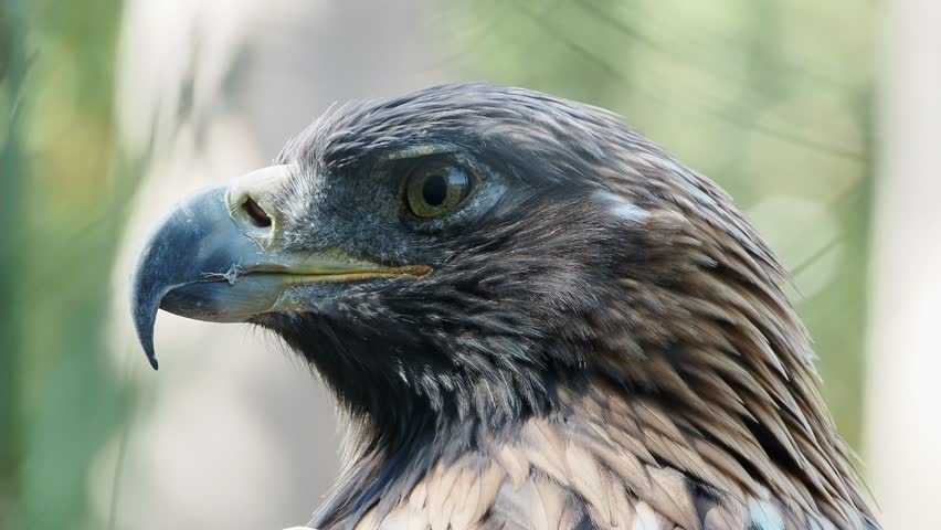 Golden eagle close-up turning head and observing surroundings in natural light
