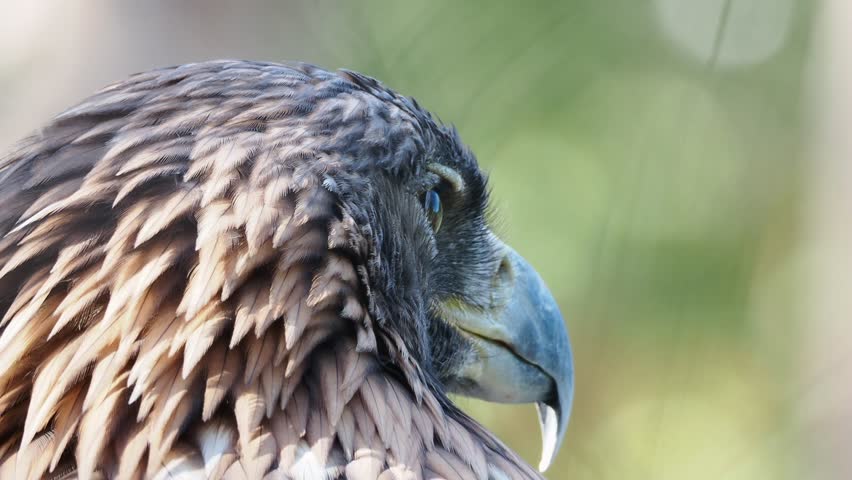 Golden eagle close-up turning head and observing surroundings in natural light