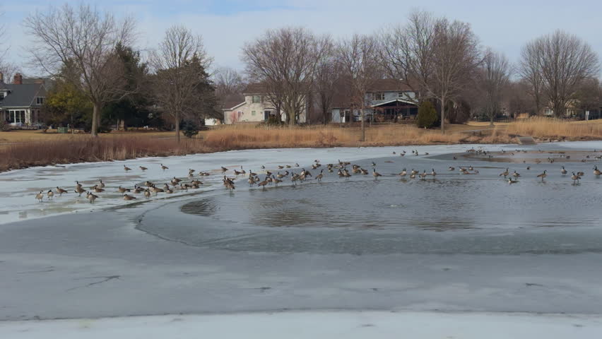 Group of geese standing on a frozen pond in a suburban area during late winter. The thin layer of ice covers most of the water, with some melted areas where the birds gather