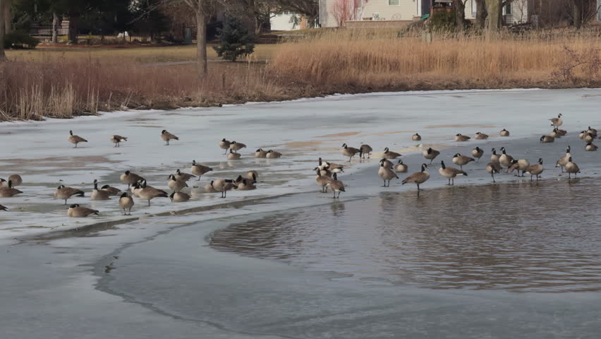 Close up of group of geese standing on a frozen pond in a suburban area during late winter. Ice covers most of the water, with some melted areas where the birds gather