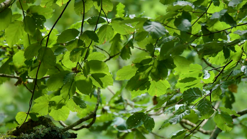 Close-up of leafy tree branches gently moving in natural daylight, Scottish Highlands woodland setting