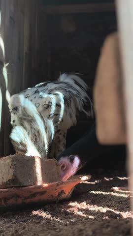 traditional farm, a pair of native chickens in a cage, Gallus domesticus