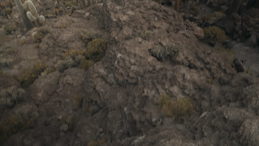 Scenic view of giant cacti on Incahuasi Island rising above the salt flats of Uyuni in Bolivia under the morning light