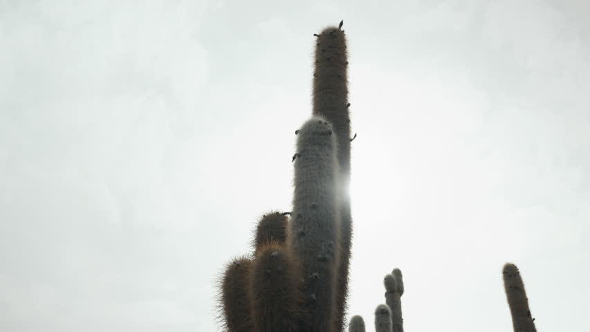 Scenic view of giant cacti on Incahuasi Island rising above the salt flats of Uyuni in Bolivia under the morning light