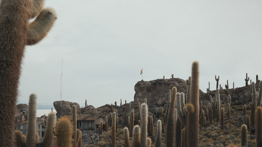 Scenic view of giant cacti on Incahuasi Island rising above the salt flats of Uyuni in Bolivia under the morning light